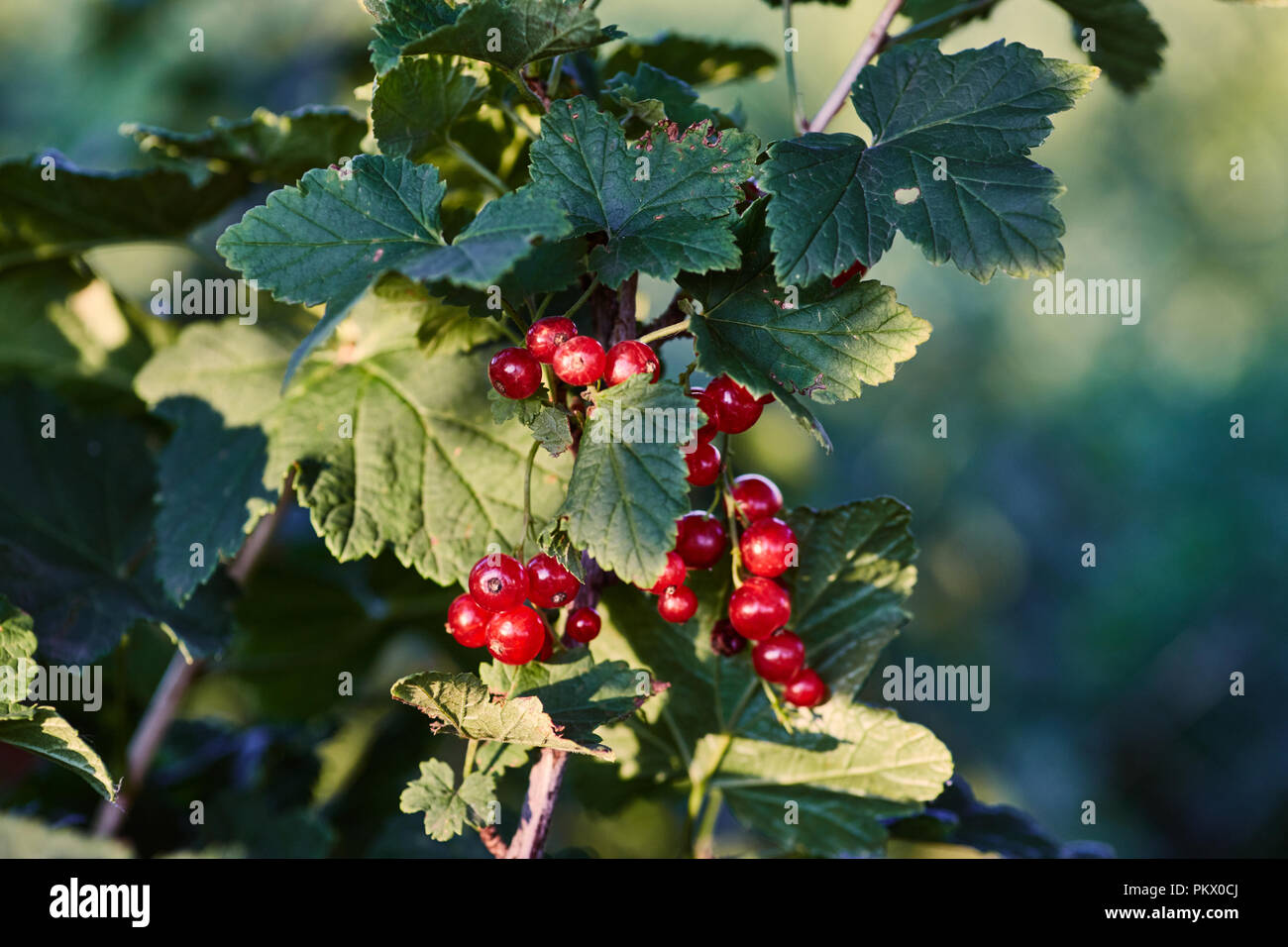 Ripe rosso bacche Ribes pesare sui rami Foto Stock