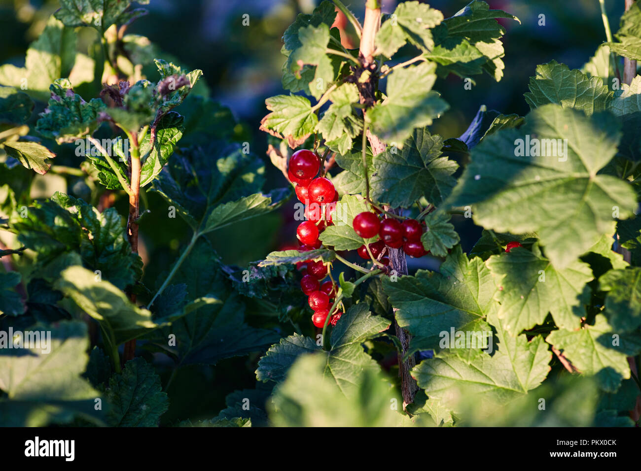 Ripe rosso bacche Ribes pesare sui rami Foto Stock