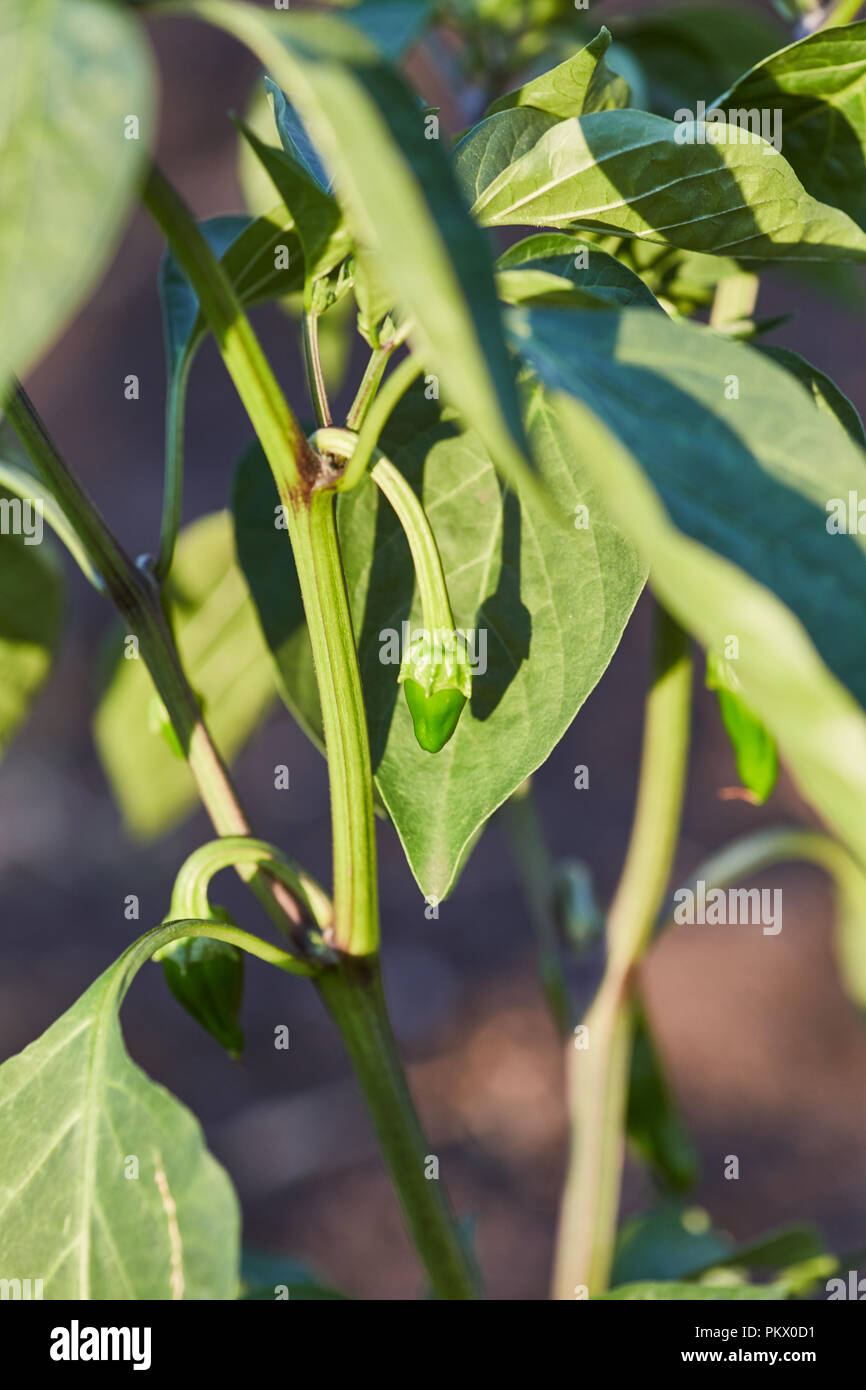 Il frutto del caldo pepe verde pesa su una boccola sotto i raggi del sole Foto Stock