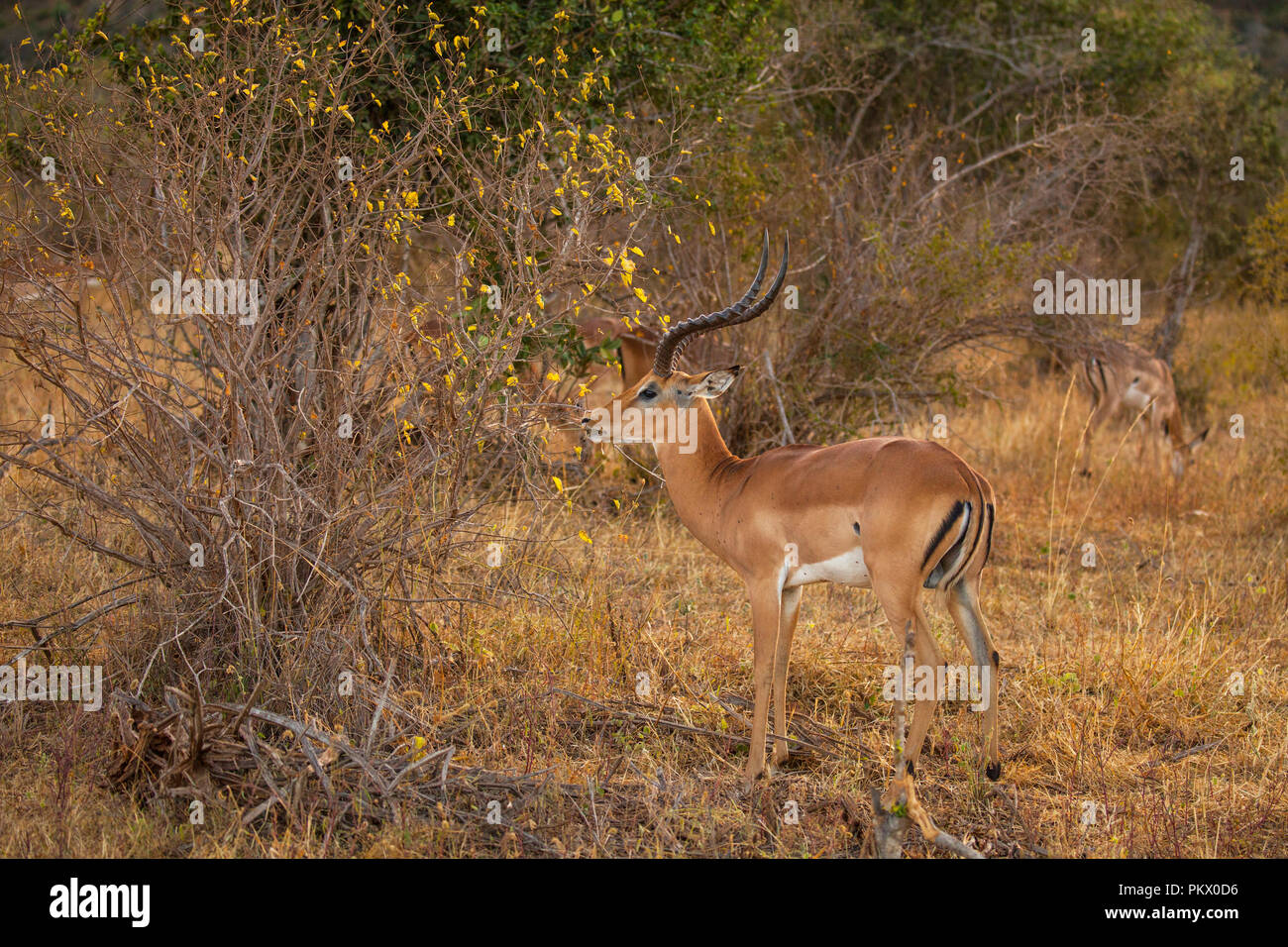 Gazelle Impala in un Tsavo West National Park, Kenya Foto Stock