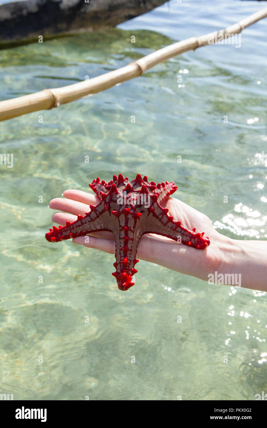 Una stella di mare in Galu Kinondo - spiaggia, Kenya Foto Stock