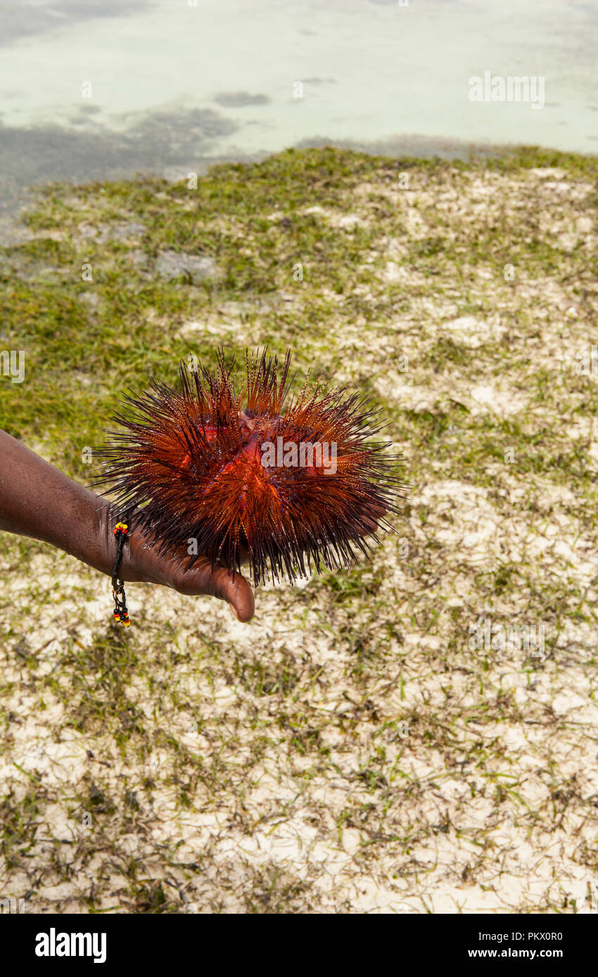 Red ricci di mare (Astropyga radiata), nomi comuni di ricci di questi includono "ricci radiale' e 'ricci di fuoco." Galu beach, Kenya Foto Stock