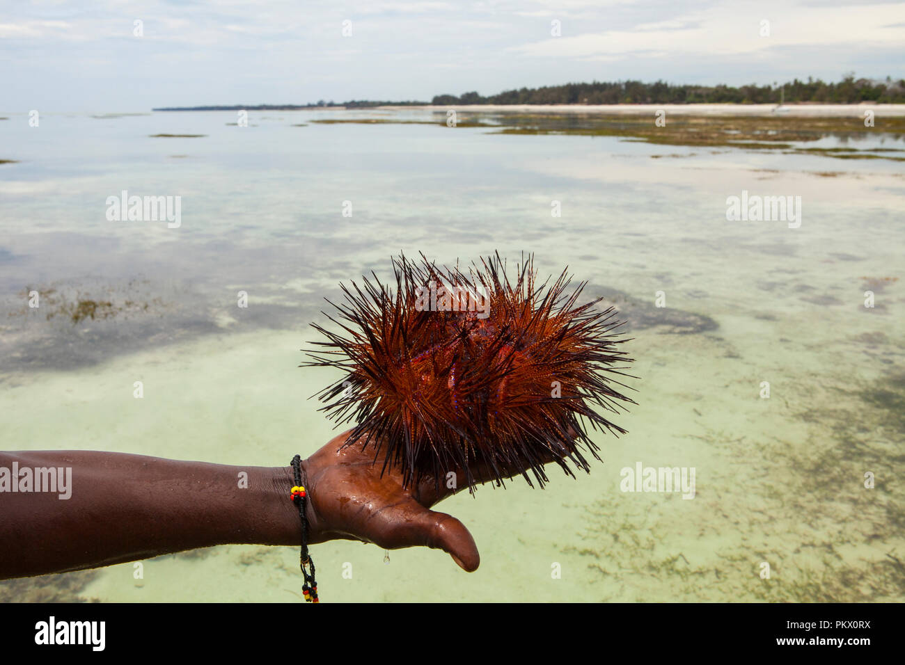 Red ricci di mare (Astropyga radiata), nomi comuni di ricci di questi includono "ricci radiale' e 'ricci di fuoco." Galu beach, Kenya Foto Stock