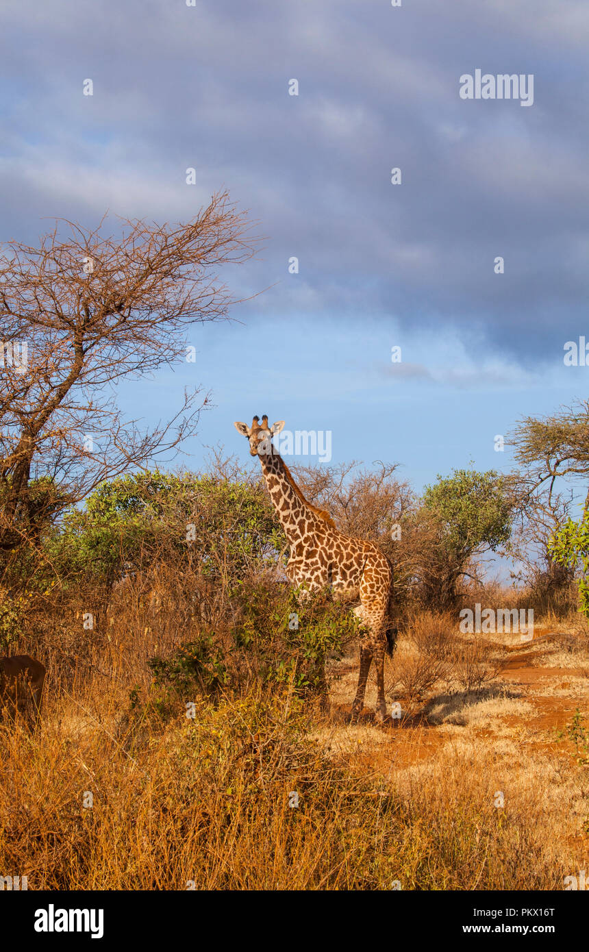 Giraffe a Tsavo National Park, Kenya Foto Stock