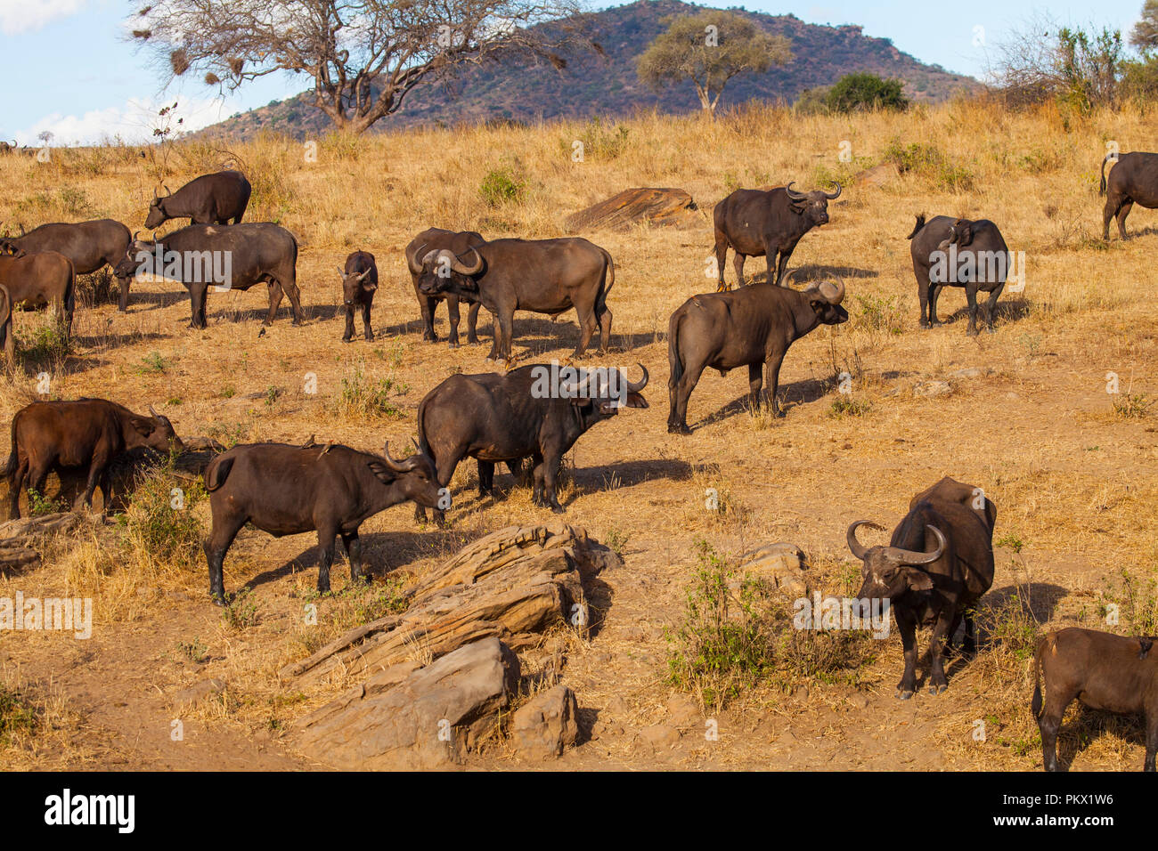 Wild African buffalo Foto Stock