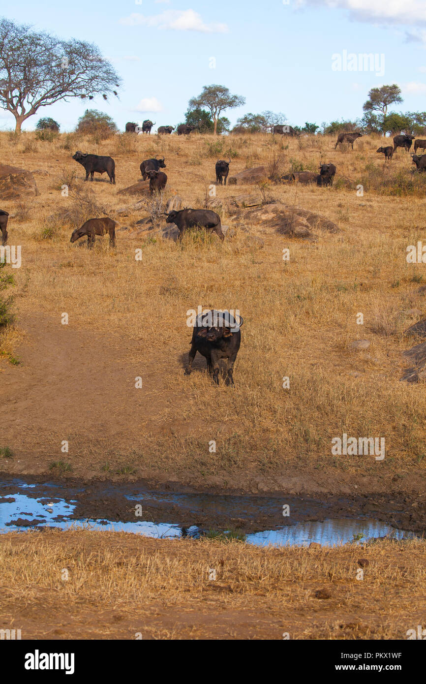 Wild African buffalo Foto Stock