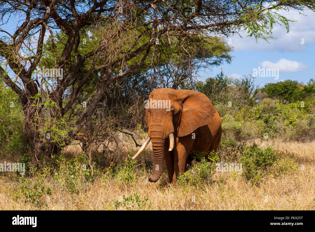 Gli elefanti di Tsavo National Park, Kenya Foto Stock