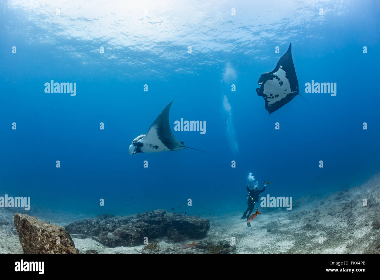 I subacquei con pacifico gigante mante, La Reina, Mare di Cortez (Manta birostris) Foto Stock