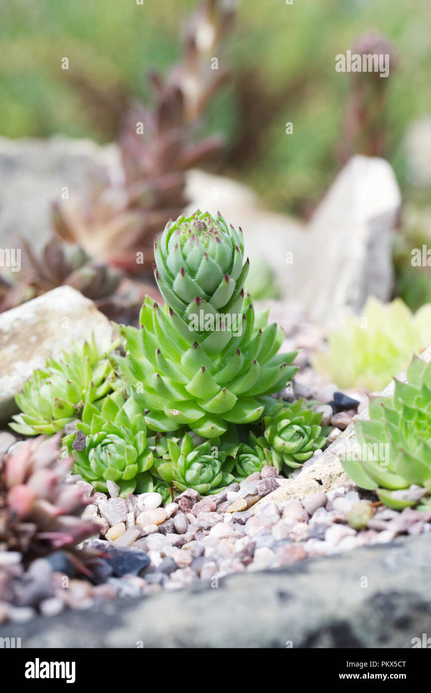 Sempervivums in un giardino di roccia. Houseleeks. Foto Stock