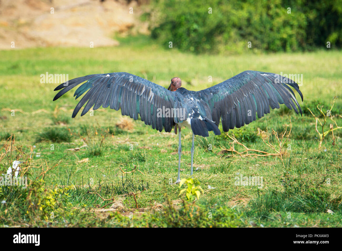 Marabou Stork, Leptoptilos Crumenifer, ali stese, apertura alare, Uganda, Africa orientale Foto Stock