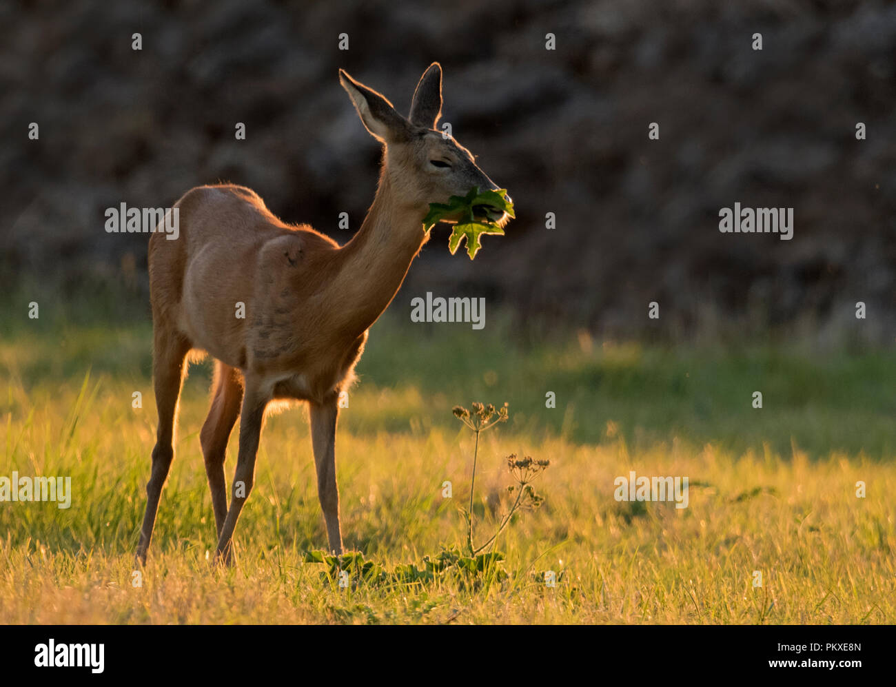 Un giovane wild il capriolo (Capreolus capreolus) fawn pascolare sulle foglie al tramonto, Warwickshire Foto Stock