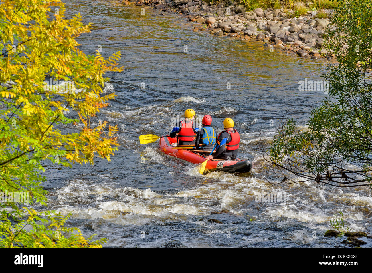 Fiume Spey Scozia alberi autunnali e canoa gonfiabile o zattera con tre persone su un tratto di acque bianche Foto Stock