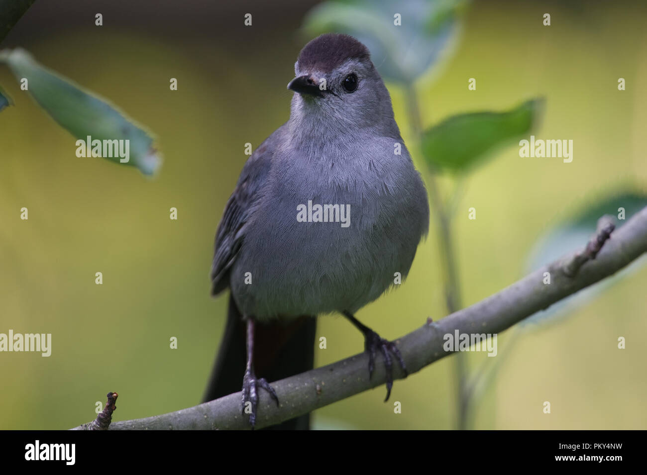 Catbird grigio :: Dumetella carolinensis Foto Stock