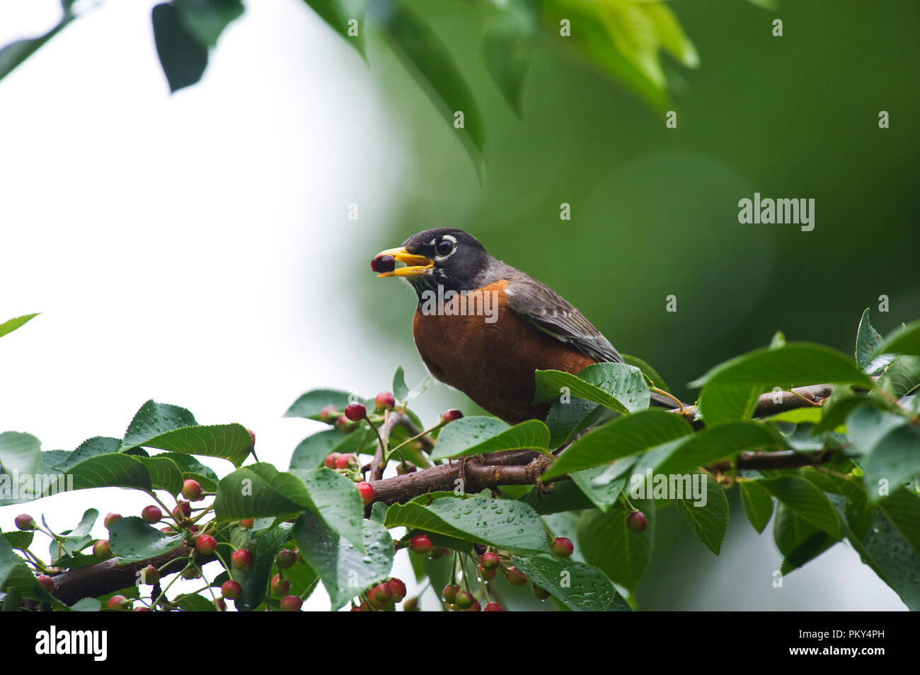 American Robin :: Turdus migratorius Foto Stock