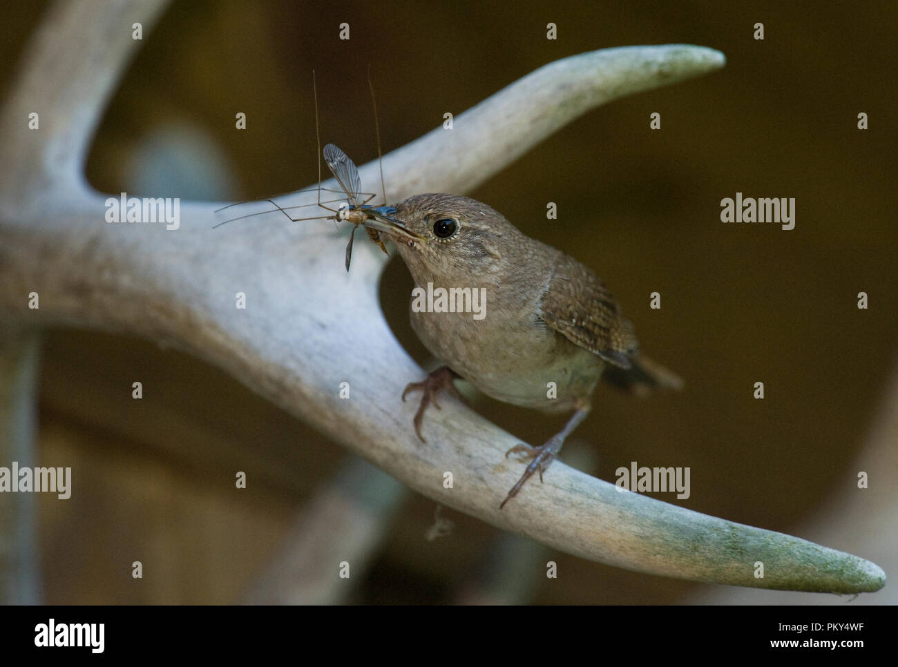 Casa Wren :: Troglodytes aedon Foto Stock