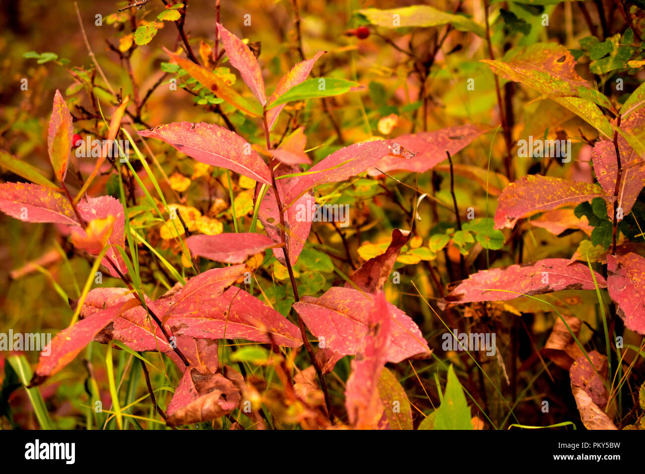 Close-up di piante selvatiche e fiori Foto Stock