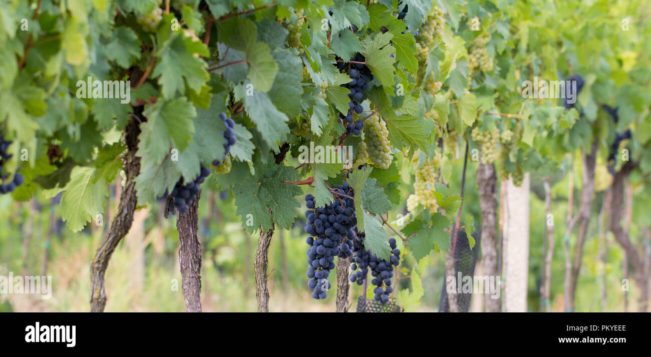 L'uva cresce in vigna Foto Stock