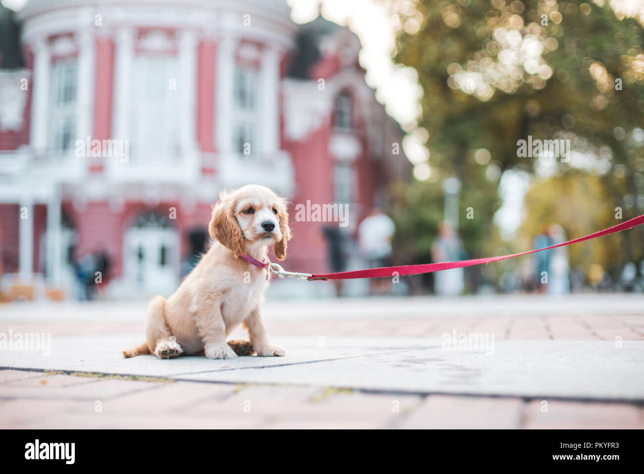 Cocker Spaniel cucciolo seduto sul pavimento nella sua città natale Foto Stock