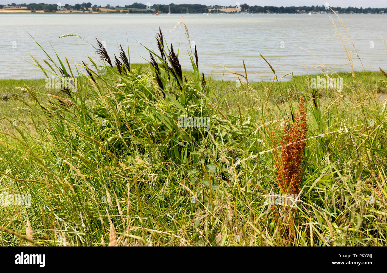 Estate panorama con vista fiume Deben estuario di marea, Sutton, Suffolk, Inghilterra, Regno Unito Foto Stock