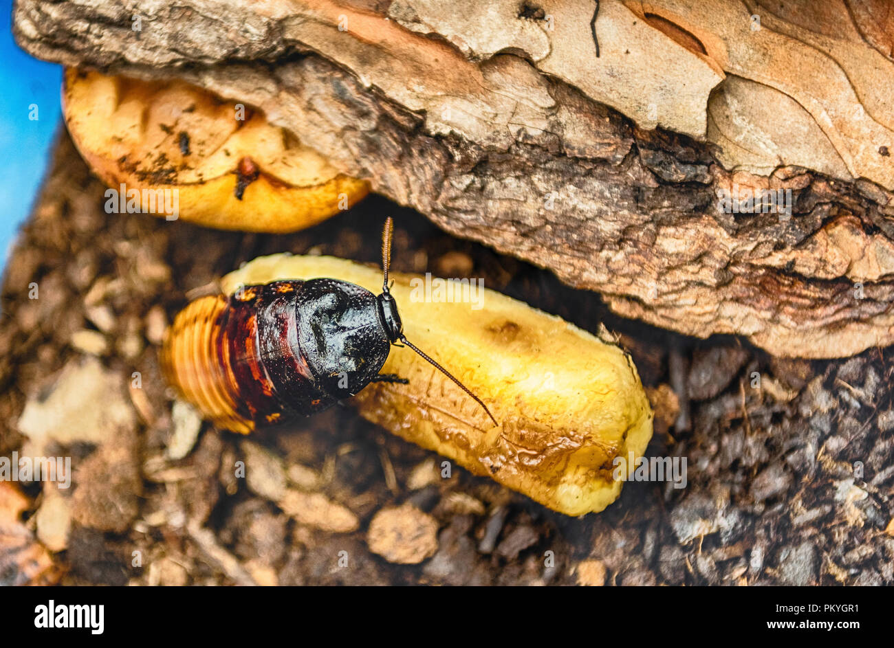 Madagascar scarafaggio sibilante aka Gromphadorina Portentosa mentre mangia una banana. Si tratta di uno dei più grandi specie di scarafaggi Foto Stock