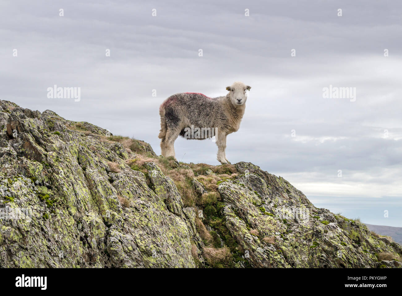 Herdwick pecore, Lake District, Cumbria, Regno Unito Foto Stock