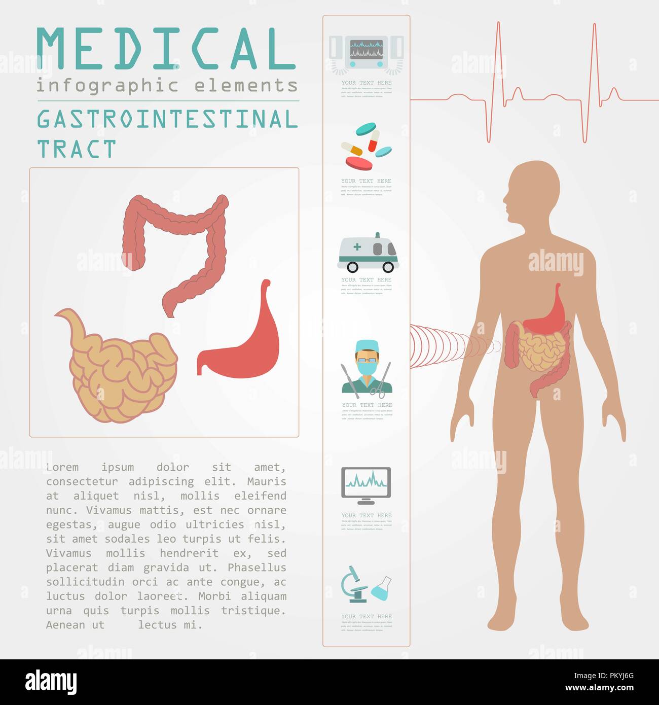 Settore medicale e della salute Una infografica, tratto gastrointestinale infographics. Illustrazione Vettoriale Illustrazione Vettoriale