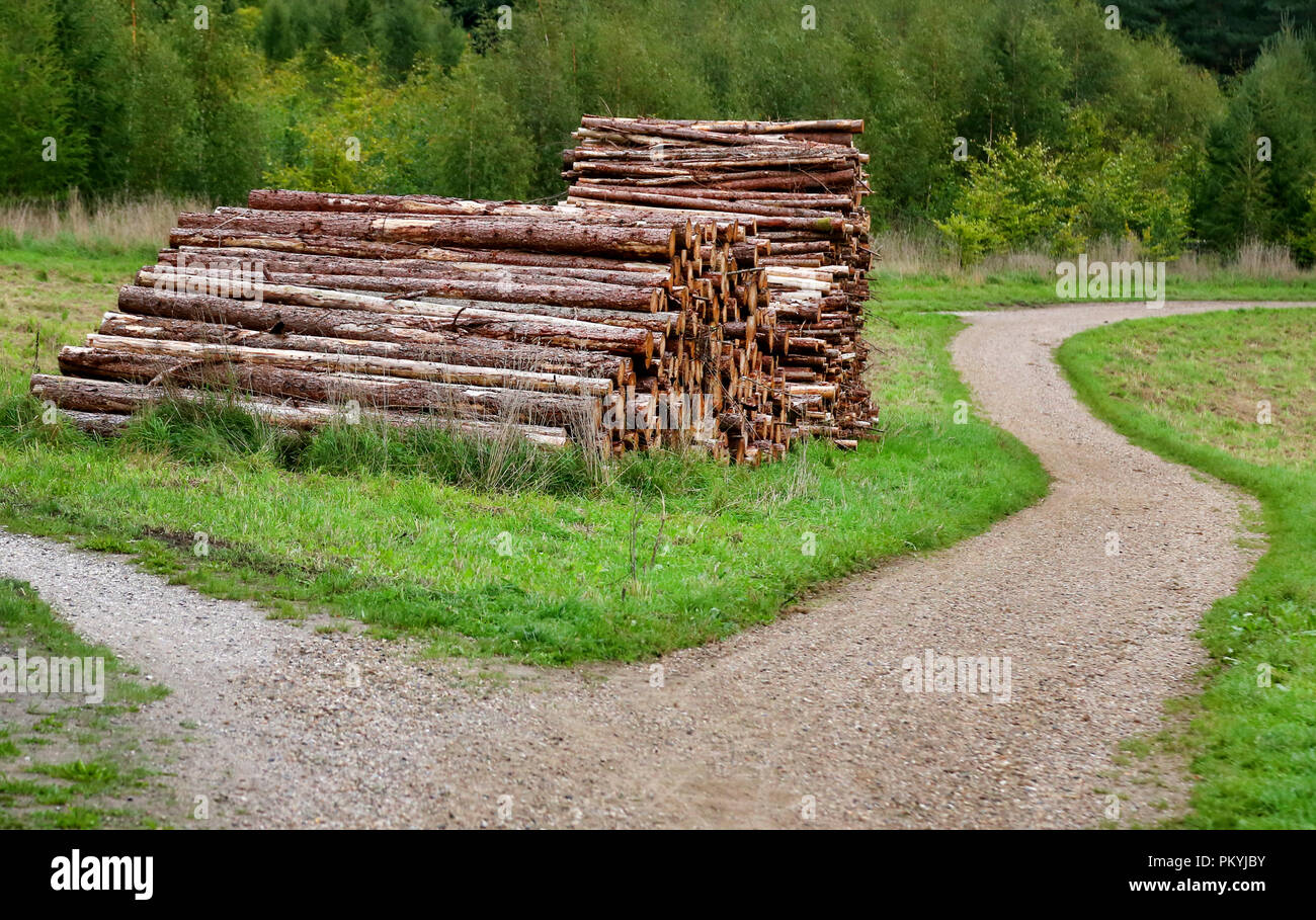 Legno di legname all'aperto in zona rurale della Danimarca Foto Stock
