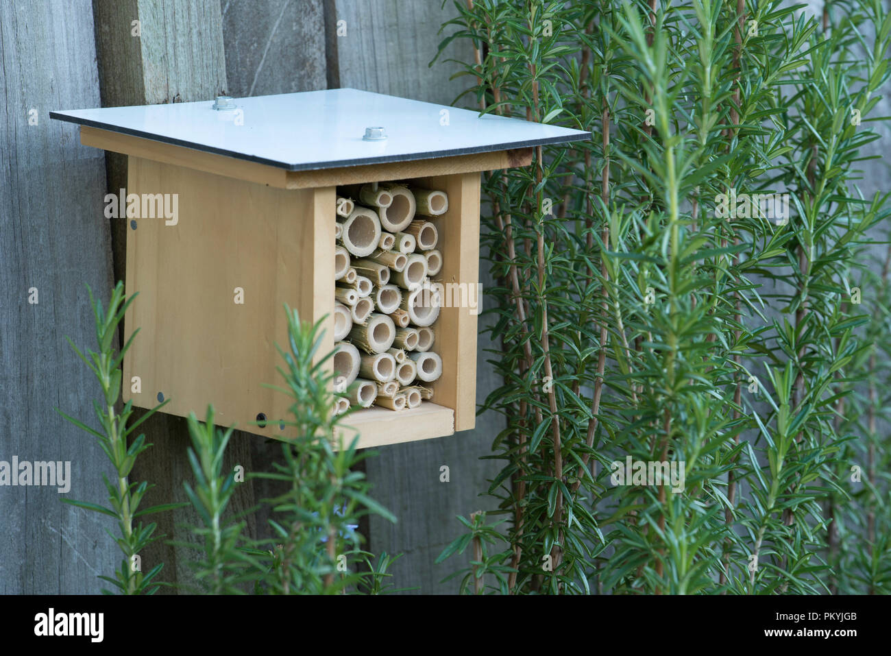 Un hotel di api, insetti o insetti recentemente installato su una recinzione di legno vicino ad una pianta di Rosemary fiorente (Rosmarinus officinalis) in un giardino di Sydney in Australia Foto Stock