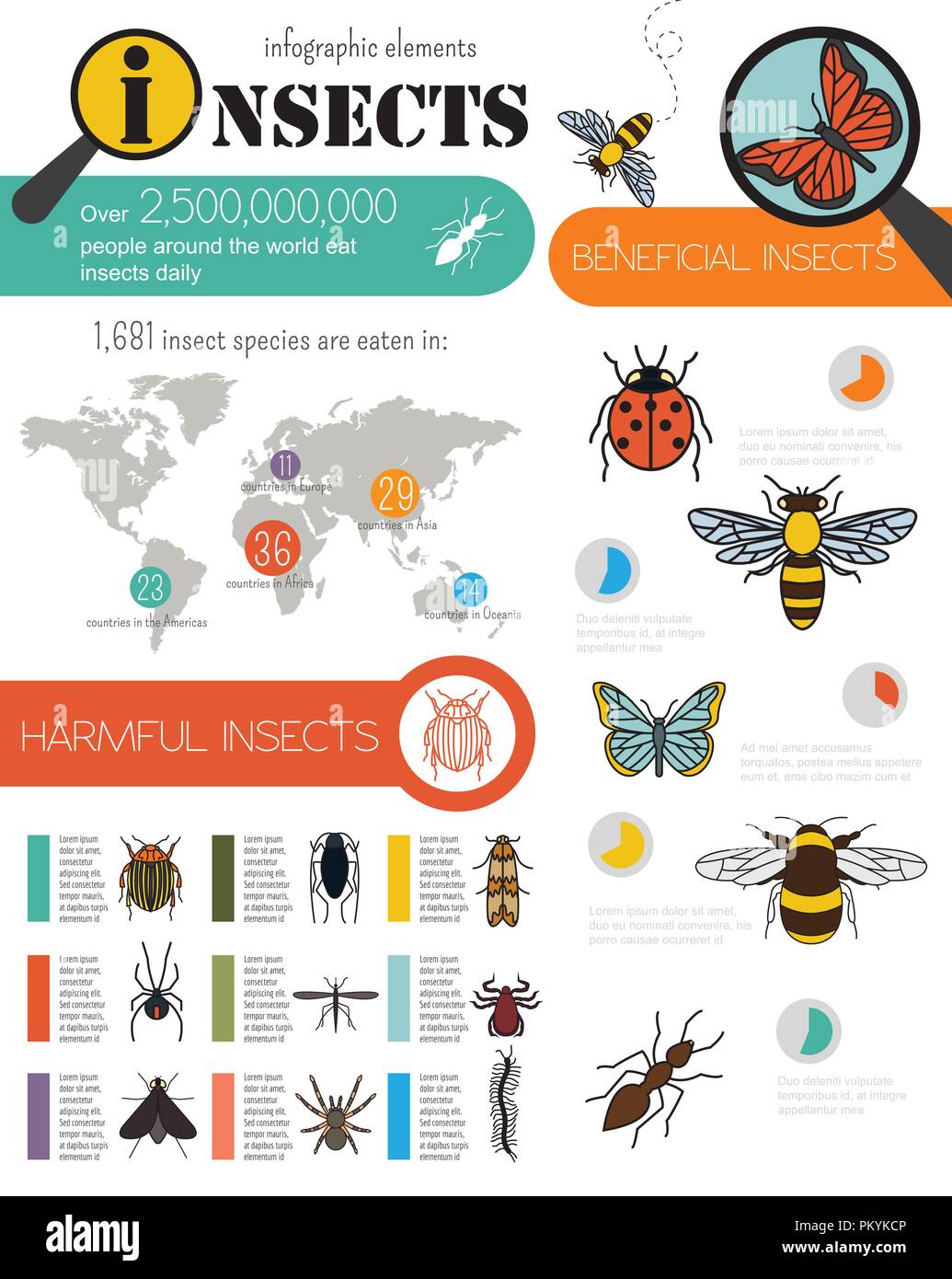 Insetti ed infografico modello. Illustrazione Vettoriale Illustrazione Vettoriale