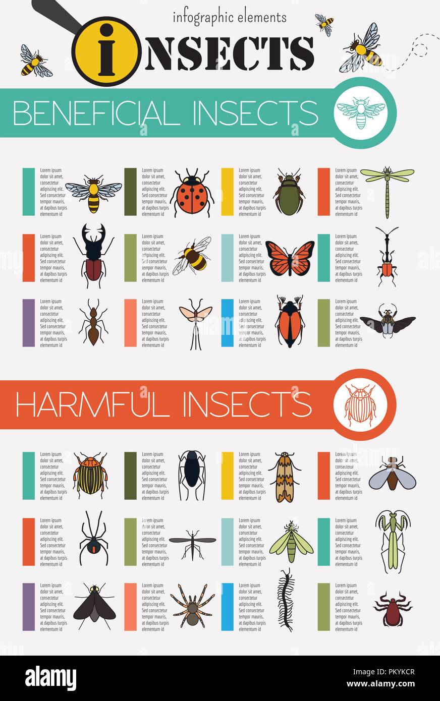 Insetti ed infografico modello. Illustrazione Vettoriale Illustrazione Vettoriale