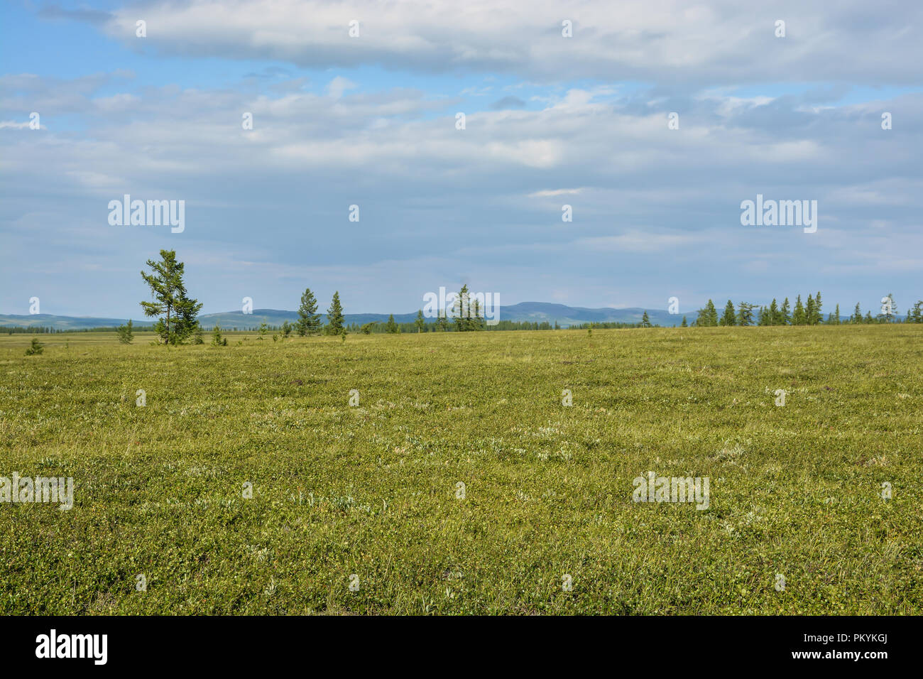 Foothill tundra. Estate paesaggio polare. Foto Stock