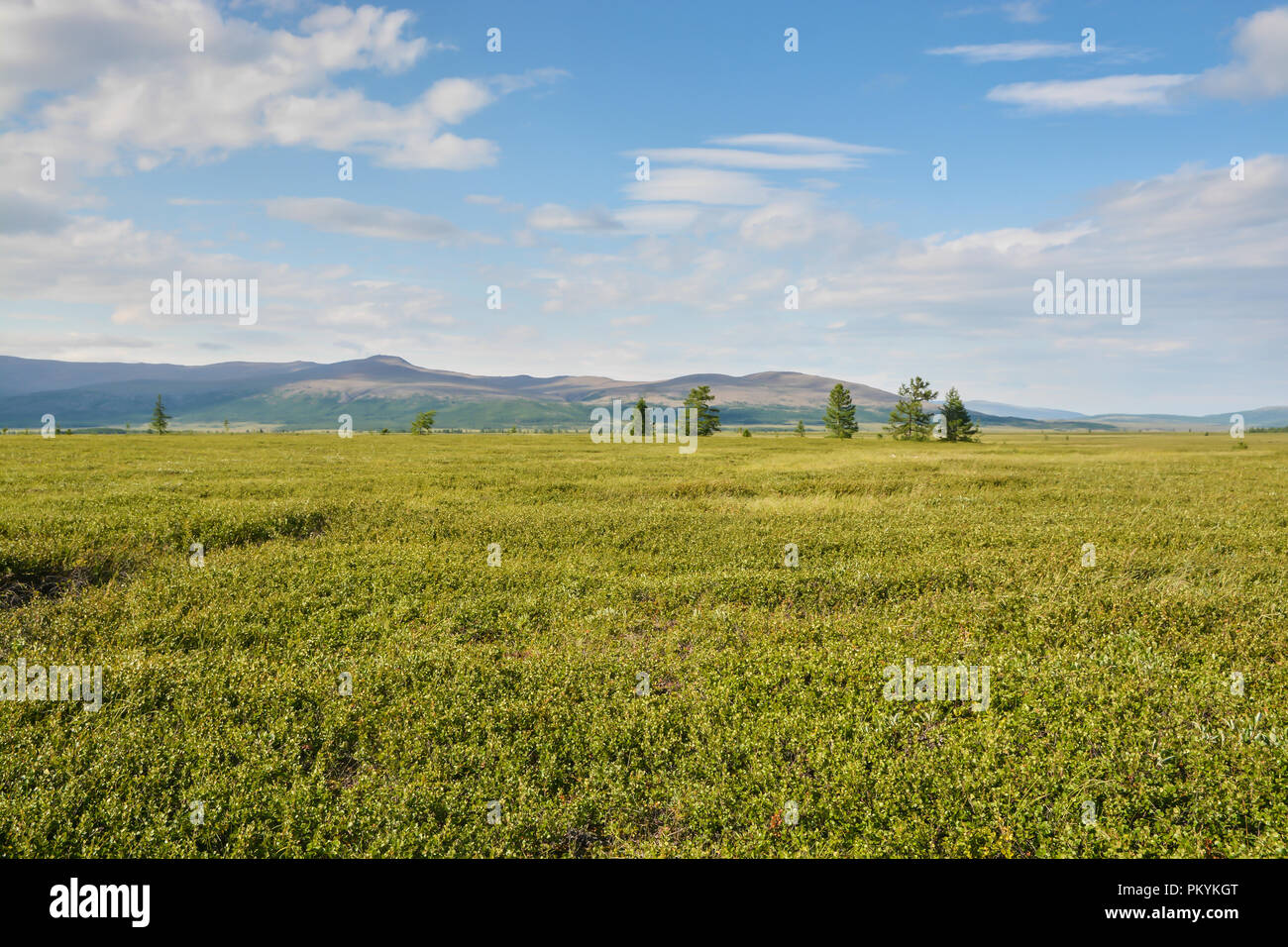 Foothill tundra. Estate paesaggio polare. Foto Stock
