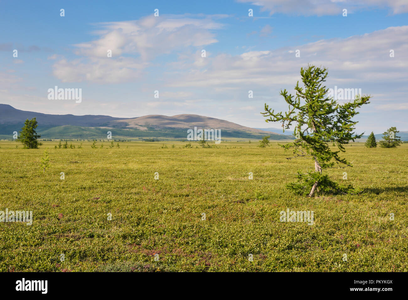 Foothill tundra. Estate paesaggio polare. Foto Stock