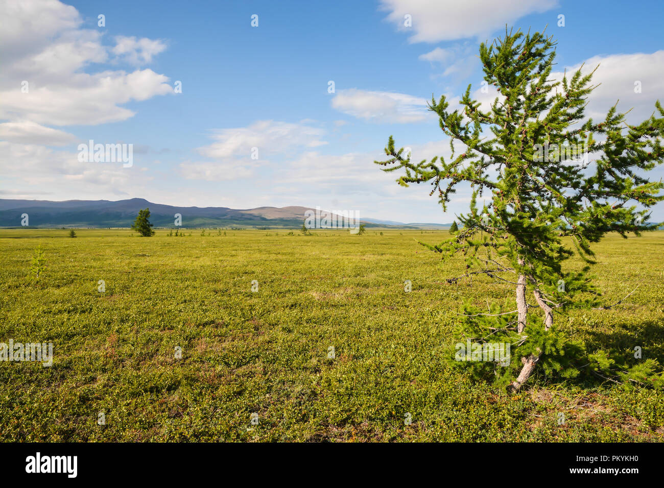 Foothill tundra. Estate paesaggio polare. Foto Stock
