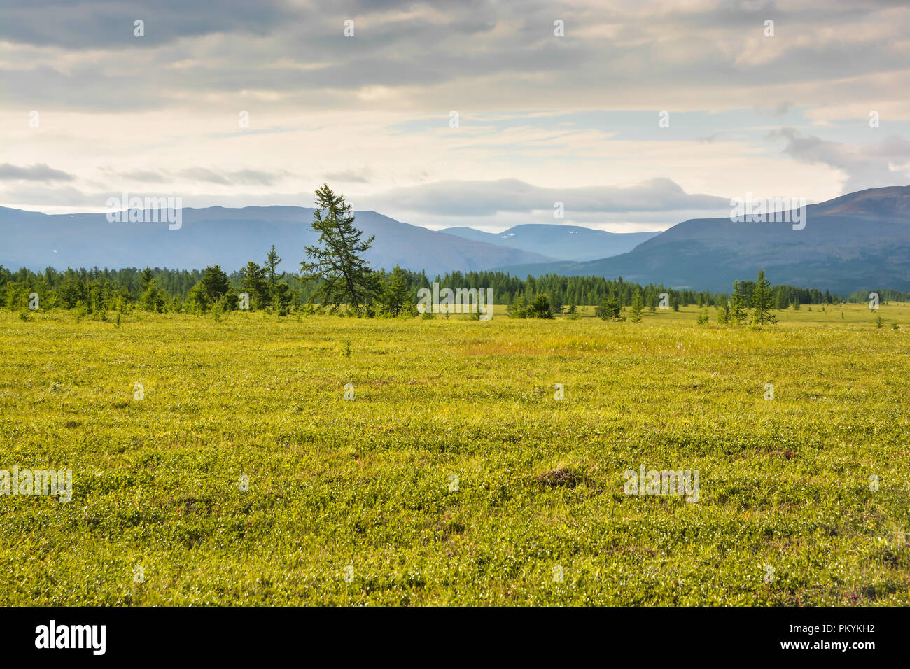 Foothill tundra. Estate paesaggio polare. Foto Stock