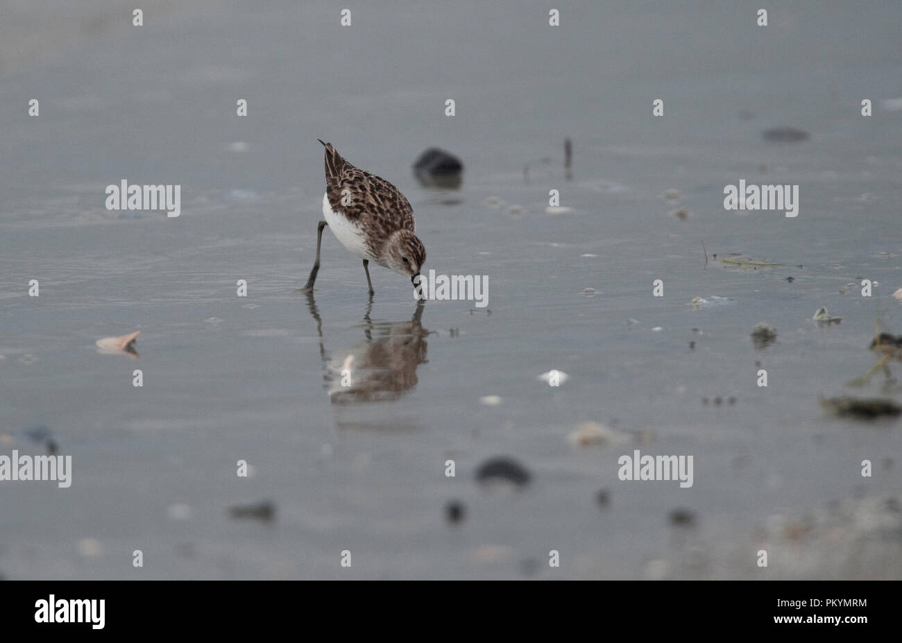 Stati Uniti - Giugno 14 : Sanderling :: Calidris alba. (Foto di Douglas Graham/Luce selvatici foto). Foto Stock