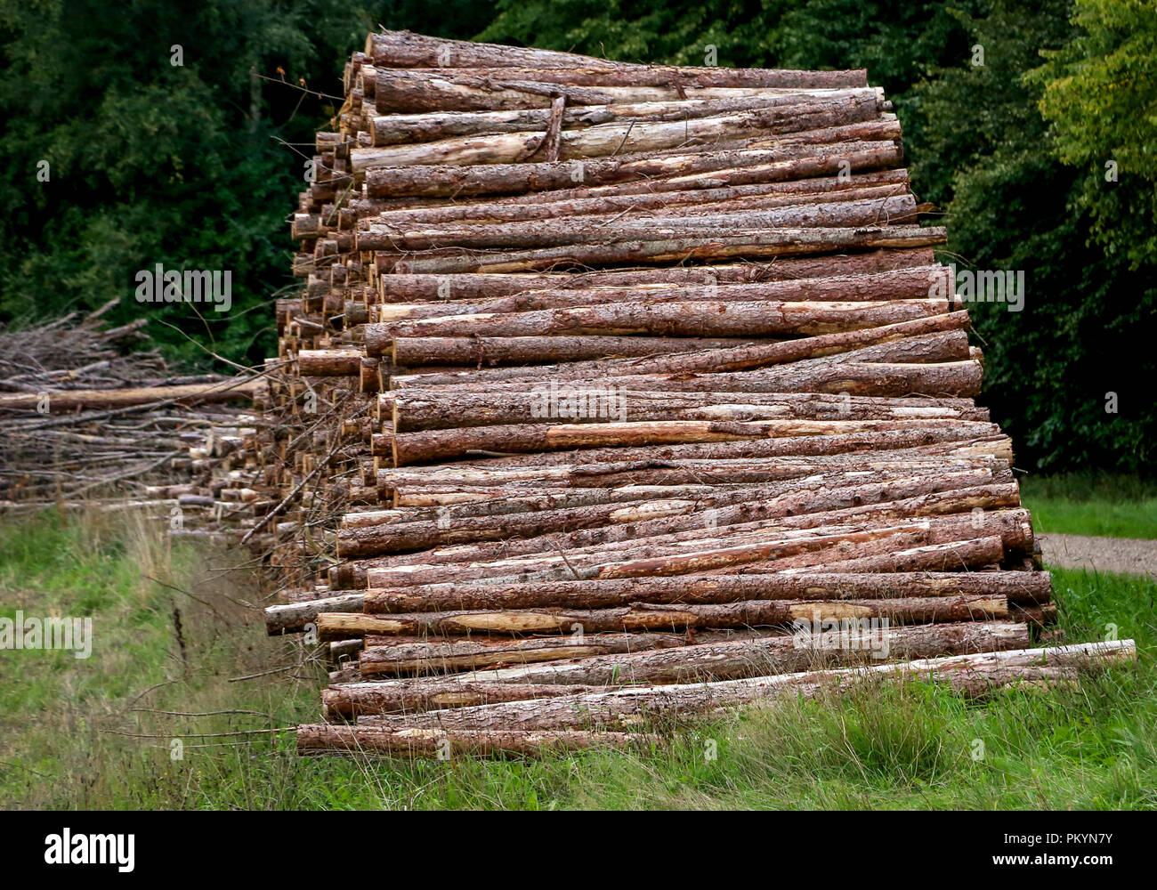 Legno di legname all'aperto in zona rurale della Danimarca Foto Stock