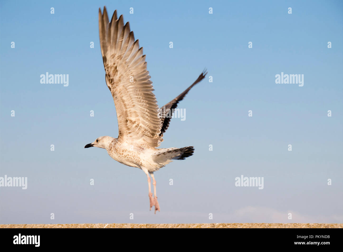 Giovani seagull decollare vicino fino contro il cielo Foto Stock