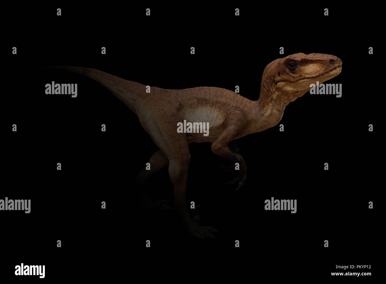 Velociraptor isolati su sfondo nero Foto Stock