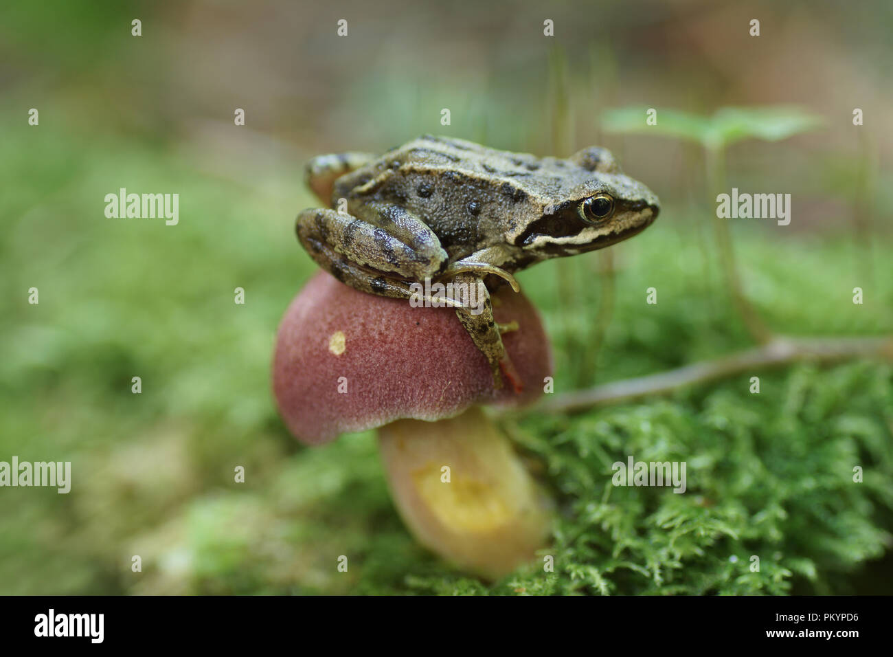Baby frog su toadstool Foto Stock