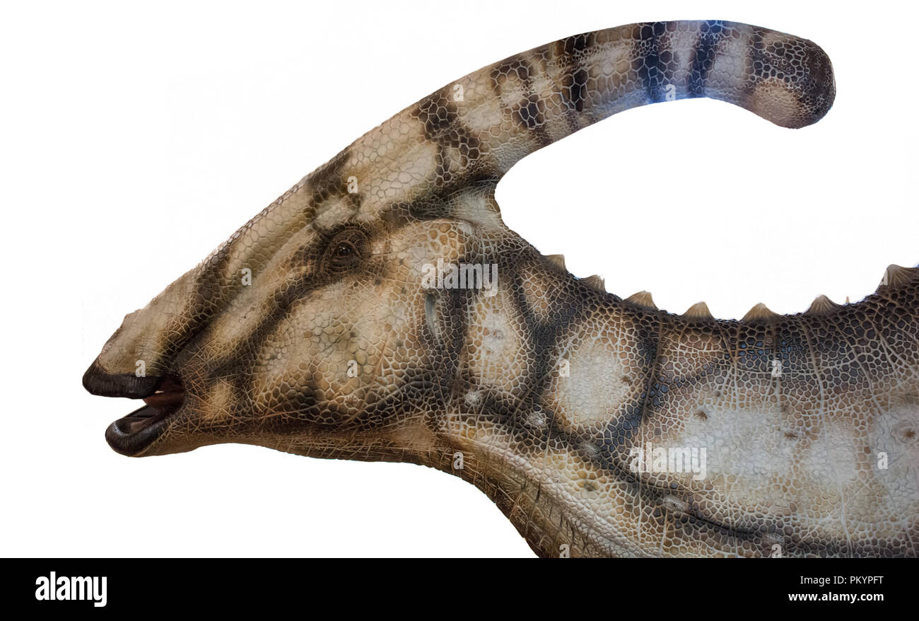 Parasaurolophus isolati su sfondo bianco Foto Stock