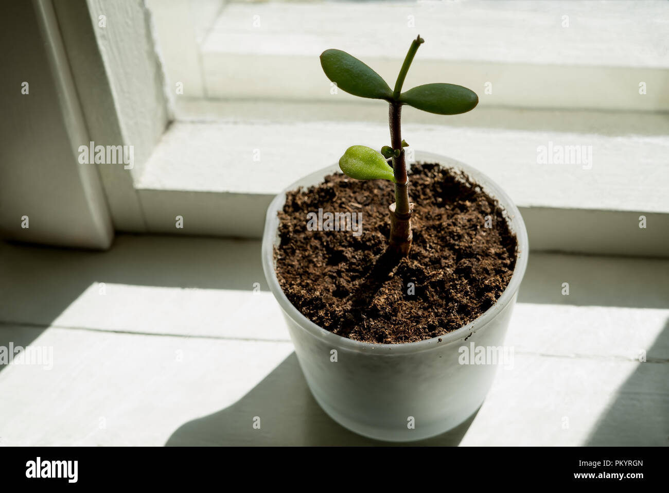 Un moderno stile minimalista vista dei raggi solari del mattino su una giovane pianta in vaso con fresche foglie verdi Foto Stock