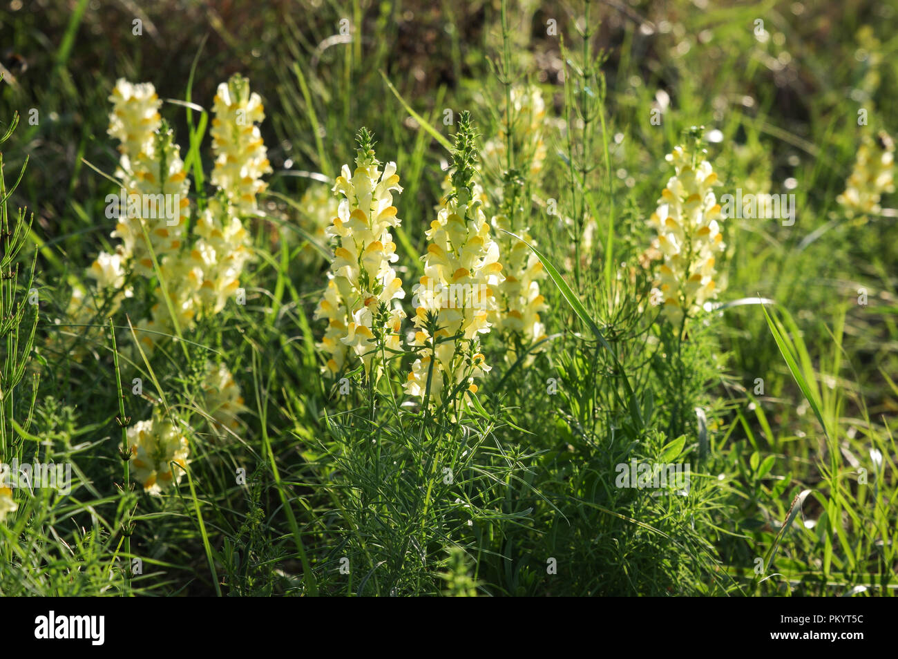 Linaria vulgaris (toadflax comune) cresce in Zitava alluvione Riserva Naturale nel sud della Slovacchia Foto Stock