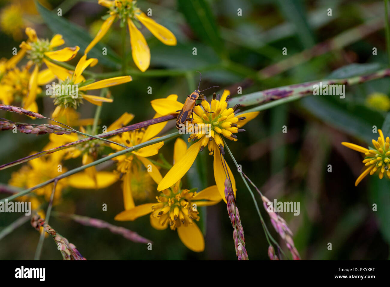 Un close-up immagine di un soldato oro beetle su un nativo del Tennessee ironweed giallo fiore in un campo di fieno vicino a Knoxville. Foto Stock