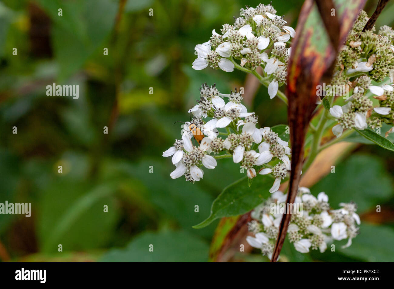Soldato oro beetle su una corona bianca barba mazzo di fiori in un campo di fieno nei pressi di Knoxville, Tennessee. Foto Stock