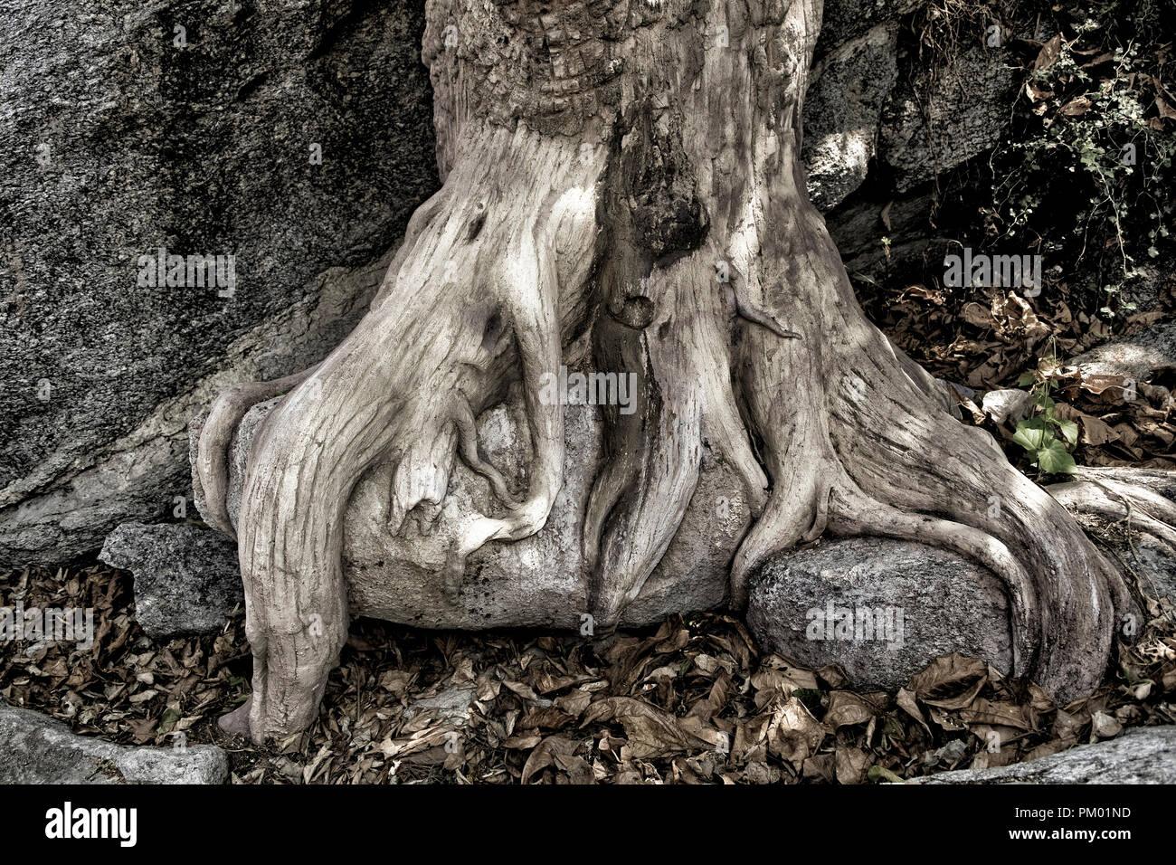 Esposti radici di albero. Legno pietrificato struttura passando per la pietra come un fenomeno naturale. Foto Stock