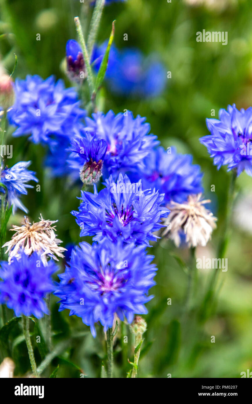Blue Cornflowers in fiore. Foto Stock