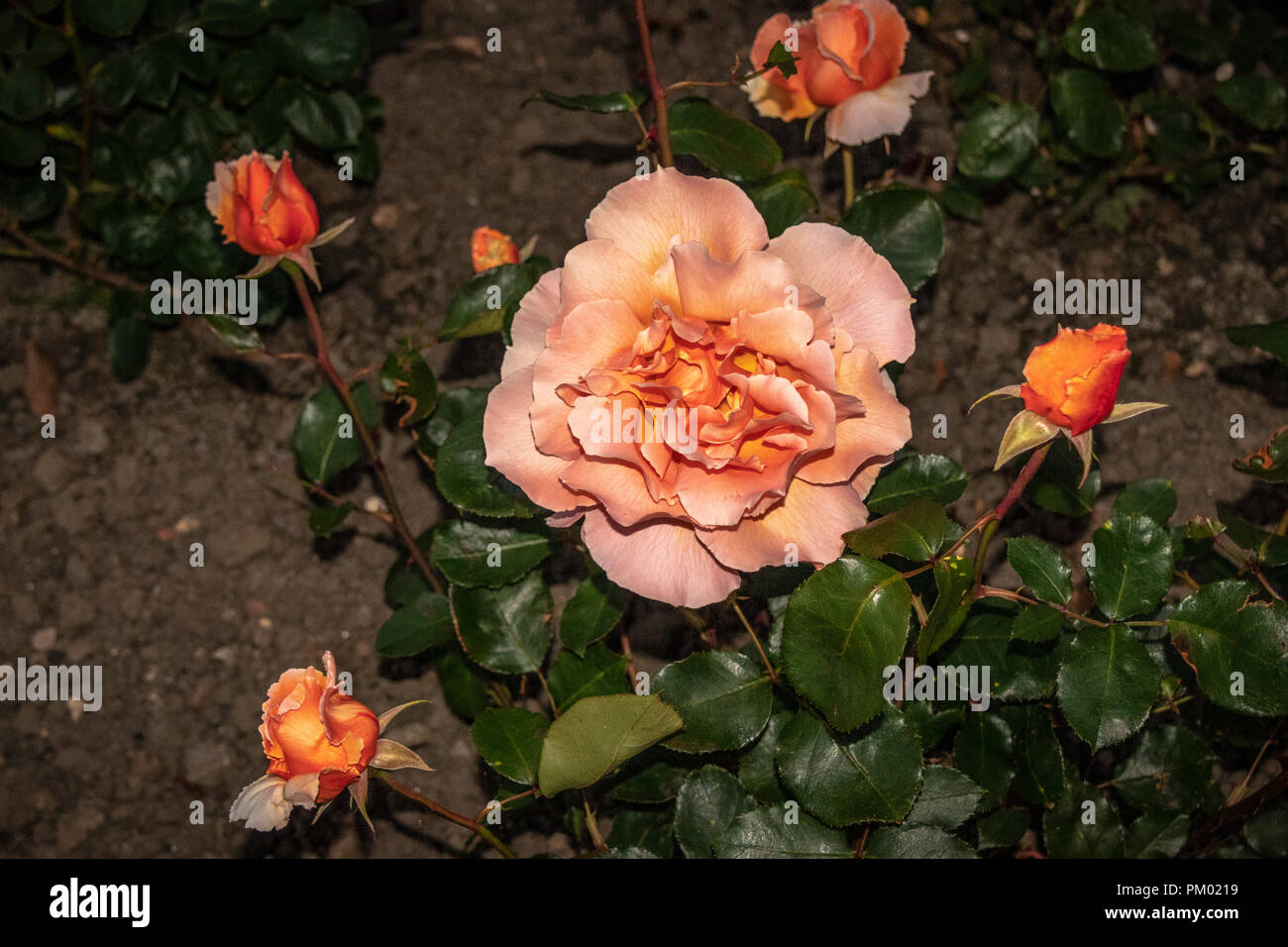 Orange Garden Rose in piena fioritura. Foto Stock