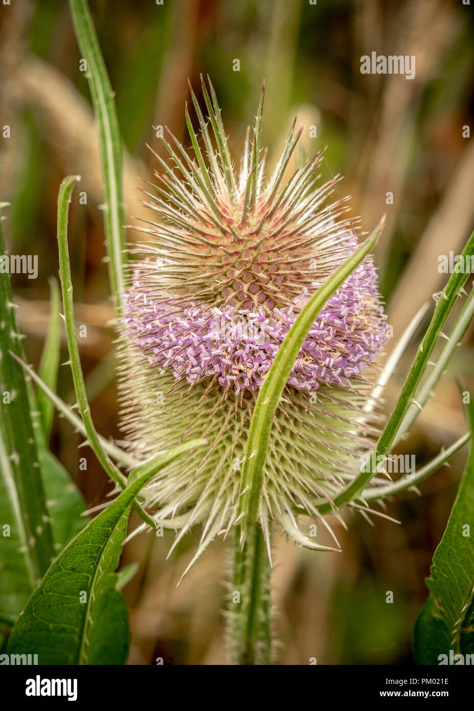 Teasel testa. Foto Stock