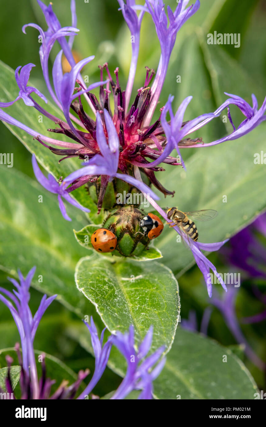 Viola la Centaurea con Coccinelle Foto Stock